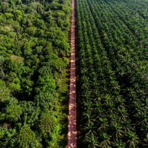 Como a Agropalma está redesenhando o futuro da Amazônia