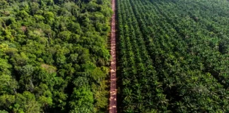 Como a Agropalma está redesenhando o futuro da Amazônia