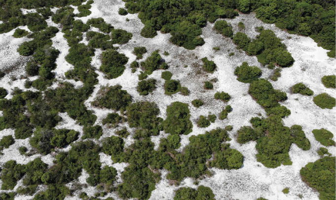 Áreas úmidas amazônicas e o Dia Mundial das Zonas Úmidas 2 Campinaranas