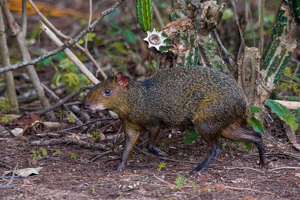 A cutia é a jardineira das florestas garante o futuro das matas tropicais 3 Foto: Jairmoreirafotografia