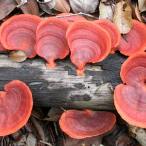 Fungo amazônico revela potencial para controle de doenças agrícolas e aplicações médicas Foto: Hans ter Steege / Naturalis.