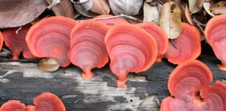 Fungo amazônico revela potencial para controle de doenças agrícolas e aplicações médicas Foto: Hans ter Steege / Naturalis.