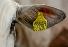 Fraudes no SISBOV tensionam relações comerciais entre Mercosul e União Europeia Foto: Marcella Pereira