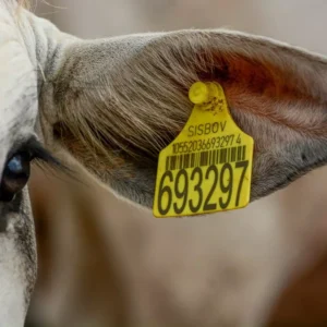 Fraudes no SISBOV tensionam relações comerciais entre Mercosul e União Europeia Foto: Marcella Pereira