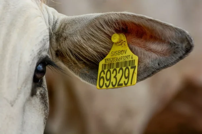 Foto: Marcella Pereira