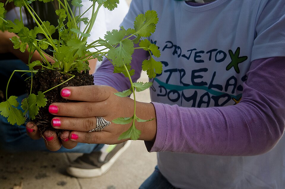 Pátio escolar vira laboratório vivo de resiliência climática em 2026 1 Foto: Ilhasdobrasil