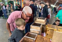 Polinizadores entram na agenda do planejamento urbano Foto: Prefeitura de Piracicaba