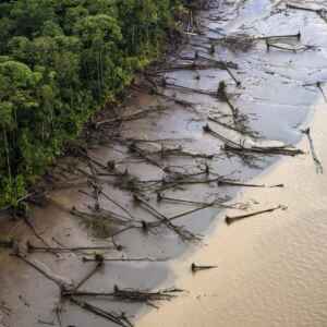 Amazônia emite mais carbono do que absorve em regiões críticas. Reprodução