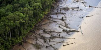 Amazônia emite mais carbono do que absorve em regiões críticas. Reprodução