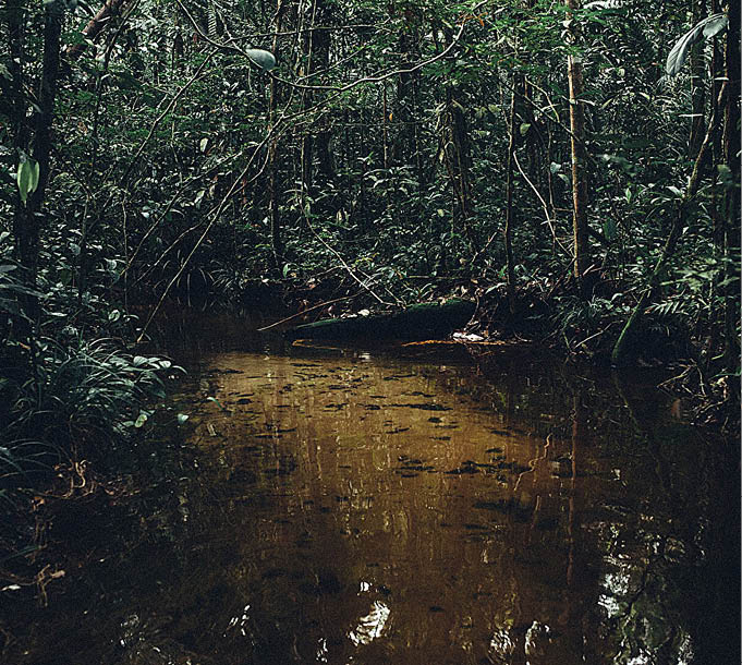  Imagem de árvores da floresta tropical próximas ao lençol freático, capturada na bacia hidrográfica de uma área de pesquisa na Reserva das Cuieiras, nos arredores de Manaus