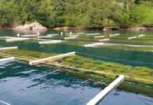 Governo amplia apoio financeiro à aquicultura sustentável Foto: Jade Vieira Plastina