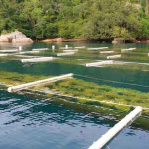 Governo amplia apoio financeiro à aquicultura sustentável Foto: Jade Vieira Plastina