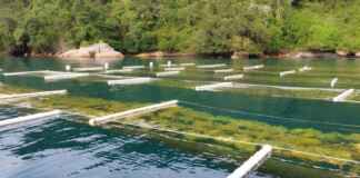 Governo amplia apoio financeiro à aquicultura sustentável Foto: Jade Vieira Plastina