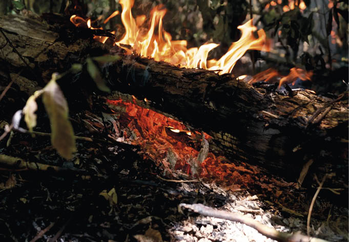 Áreas úmidas amazônicas e o Dia Mundial das Zonas Úmidas 9 Inc ndio em rea mida da Amaz nia