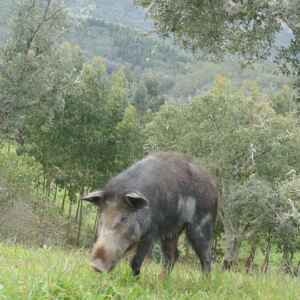 Liberalização de armas fortaleceu crime ambiental na Amazônia Foto: Wilrooij