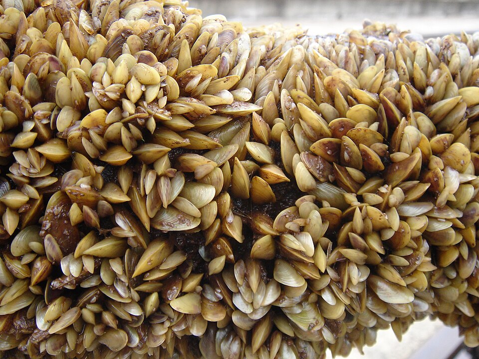 O invasor silencioso que ameaça a economia e a natureza da Amazônia 2 Foto: Boltovskoy