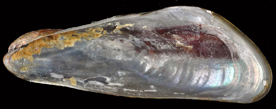 O invasor silencioso que ameaça a economia e a natureza da Amazônia 1 Foto: MNHN