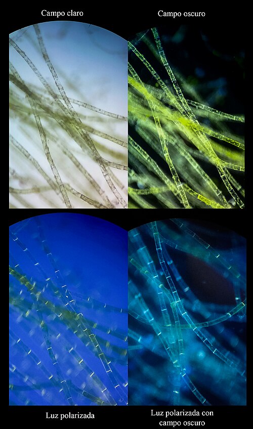 Microalgas viram alternativa aos fertilizantes importados 1 Brandon Antonio Segura Torres & Priscilla Vieto Bonilla