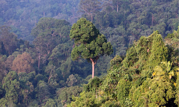 Na floresta amazônica a precipitação é determinada pelas próprias árvores, a solução é protegê-las