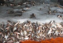 Pesquisadores pedem manejo urgente do jaraqui Reprodução - IDAM