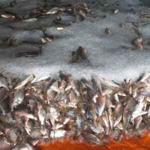 Pesquisadores pedem manejo urgente do jaraqui Reprodução - IDAM