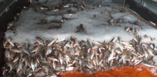 Pesquisadores pedem manejo urgente do jaraqui Reprodução - IDAM