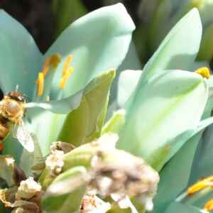 Sem abelhas, sem Alimento, o colapso dos polinizadores e o futuro da mesa do brasileiro Foto: Yastay