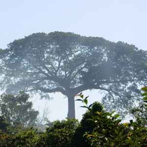 Por que o silêncio da Samaúma, o “tambor do mundo”, ameaça a Amazônia Foto: Agência de Notícias do Acre
