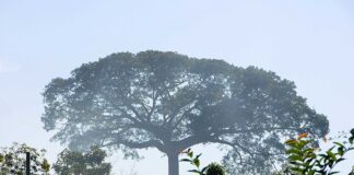 Por que o silêncio da Samaúma, o “tambor do mundo”, ameaça a Amazônia Foto: Agência de Notícias do Acre