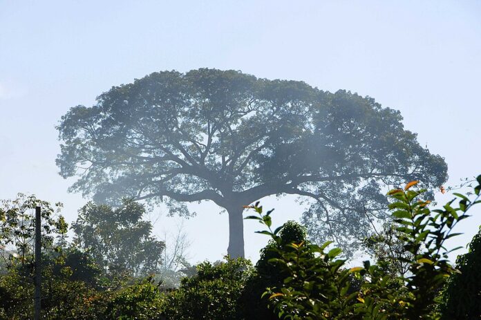 Samaúma_(4171072905) Foto: Agência de Notícias do Acre