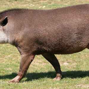 Anta sustenta biodiversidade e enfrenta ameaça química Foto: Jean-Marc Rosier