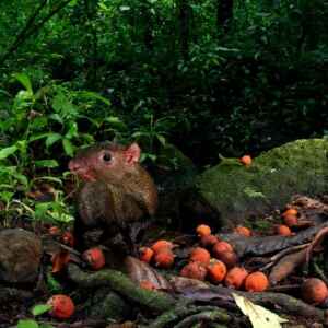 A cutia é a jardineira das florestas garante o futuro das matas tropicais Cutia - Foto: Christian Ziegler