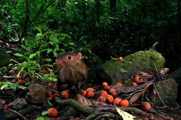 Ziegler_CRW_9028_RJ-600x400 Cutia - Foto: Christian Ziegler