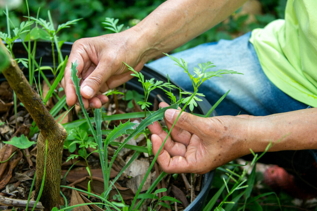 Foto: Marcos Santos/USP Imagens