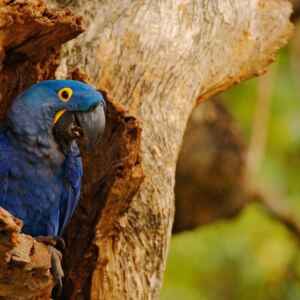 Criopreservação protege diversidade da arara-azul Reprodução