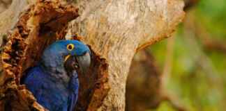 Criopreservação protege diversidade da arara-azul Reprodução