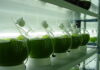 Microalgas viram alternativa aos fertilizantes importados Reprodução - Azeheb