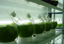 Microalgas viram alternativa aos fertilizantes importados Reprodução - Azeheb