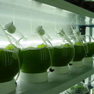 Microalgas viram alternativa aos fertilizantes importados Reprodução - Azeheb