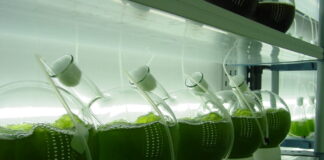 Microalgas viram alternativa aos fertilizantes importados Reprodução - Azeheb