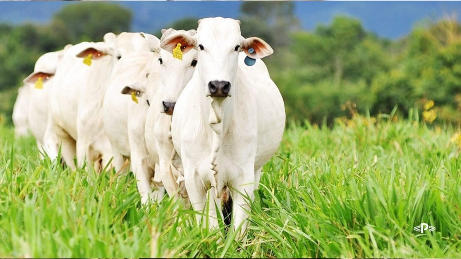 Reprodução - Ponta Agro