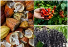 Bioeconomia transforma floresta em motor de desenvolvimento Reprodução