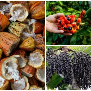 Bioeconomia transforma floresta em motor de desenvolvimento Reprodução