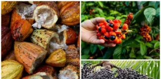 Bioeconomia transforma floresta em motor de desenvolvimento Reprodução