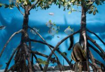 Manguezais tornam-se peça-chave na transição climática Reprodução