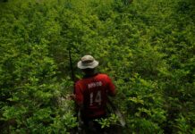 Garantir a segurança alimentar é usar o “prato cheio” como escudo contra os crimes ambientais Reprodução - Amazon Watch