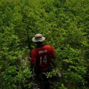 Garantir a segurança alimentar é usar o “prato cheio” como escudo contra os crimes ambientais Reprodução - Amazon Watch