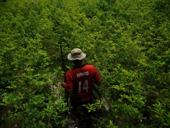 Reprodução - Amazon Watch