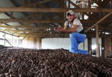 Bioeconomia amazônica: renda, floresta em pé e os gargalos que ainda travam o desenvolvimento Reprodução