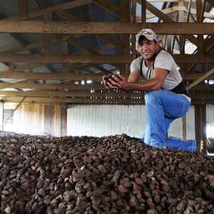 Bioeconomia amazônica: renda, floresta em pé e os gargalos que ainda travam o desenvolvimento Reprodução